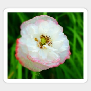 Poppy white flower photo Sticker